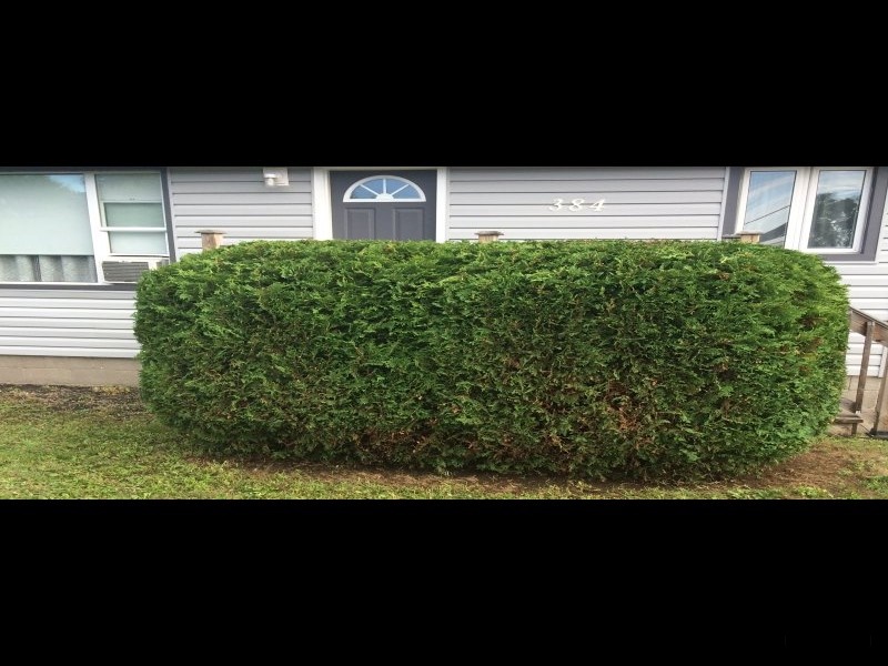 Hedge Trimming