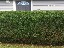 Hedge Trimming